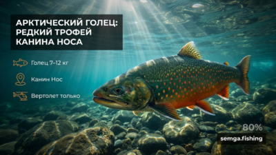 Арктический голец: самая редкая трофейная рыба Канин Носа