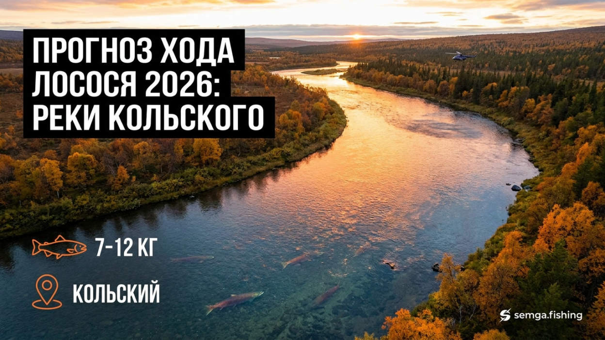 Сезон сёмги 2026: прогноз хода по рекам Кольского полуострова
