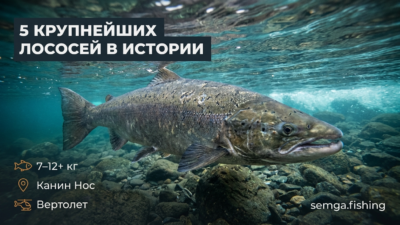 31. 5 крупнейших сёмг, пойманных на наших реках за всю историю