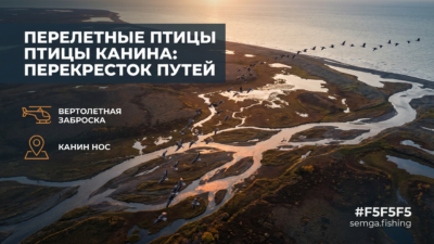 Перелётные птицы Канин Носа: место пересечения двух морских путей