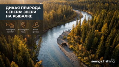 Звери Архангельской тайги: кого можно встретить на рыбалке