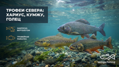Северная рыба которую вы не пробовали: хариус, кумжа, голец