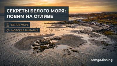 Литоральная зона Белого моря: отливы обнажают секреты — камбала, треска, навага