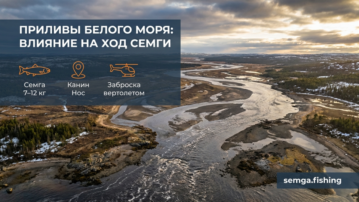 Приливы и отливы Белого моря: как они влияют на заход лосося в реки
